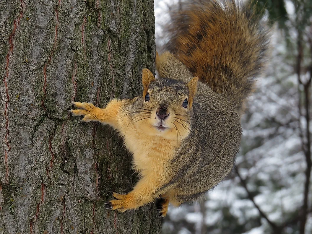 Fox squirrel